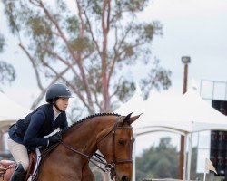 jumper Dicasio (Oldenburg show jumper, 2010, from Diarado)