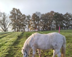 horse Loki Mogli (Shetland B (about 107-117), 2016)