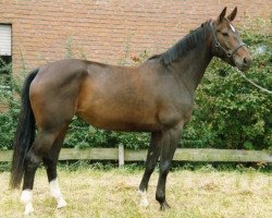 broodmare Pasadena (Westphalian, 1983, from Parnass)