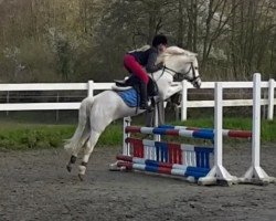 dressage horse Carlos 506 (Nederlands Welsh Ridepony, 1996, from Campari)