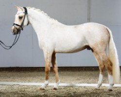 dressage horse Casino Hit (German Riding Pony, 2013, from Casino Royale K WE)