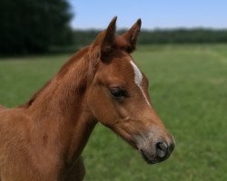 Pferd Dotterblume (Deutsches Reitpony, 2021, von Diamonds Showtime)