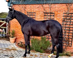 horse Frühlingsfee (Oldenburg, 2017, from Fürstenball)