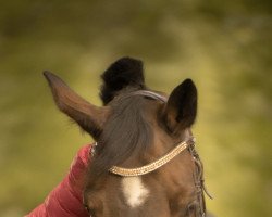 Springpferd Chronos E (Holsteiner, 2015, von Chin Champ)