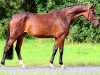 jumper Cate S (German Sport Horse, 2017, from Chacoon Blue)