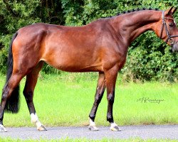 jumper Cate S (German Sport Horse, 2017, from Chacoon Blue)