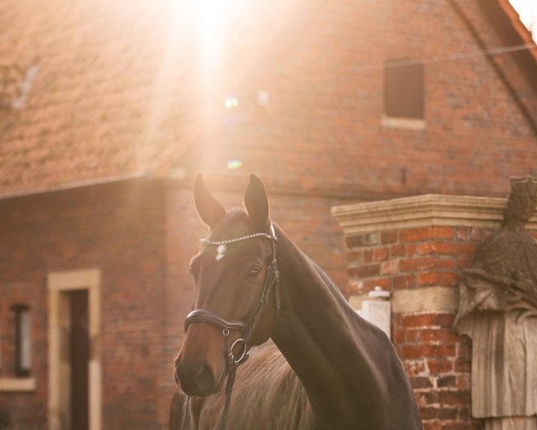 dressage horse Theodora 8 (KWPN (Royal Dutch Sporthorse), 2017, from Thorgal Biolley)