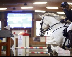 jumper Paloma Blue B. (Oldenburg show jumper, 2017, from Plot Blue)