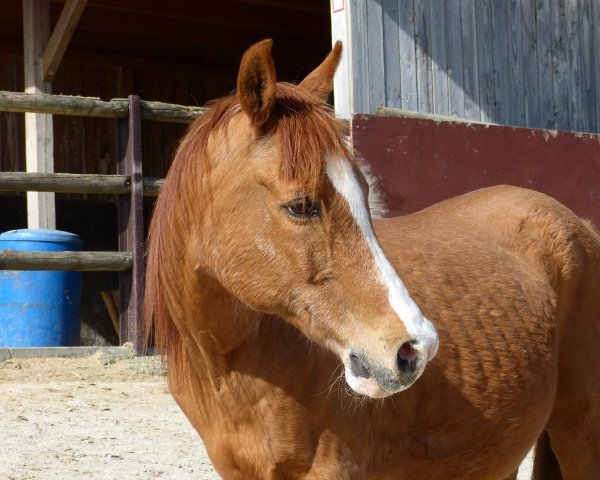 horse Jilfan Shaki ox (Arabian thoroughbred, 1989, from Sabek Ibn Saher)