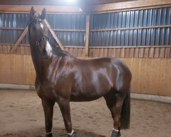 dressage horse Bolschoi F (Hanoverian, 2016, from Borsalino)