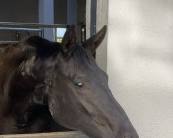 dressage horse Wincenza Di Destano (Oldenburg, 2019, from Destano)