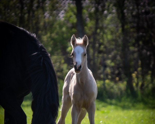 dressage horse Marvelous Moxie (Welsh Partbred, 2022, from Rivers Dancing AS)