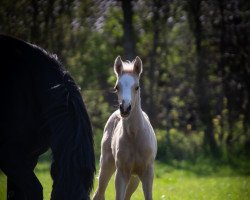 Dressurpferd Marvelous Moxie (Welsh Partbred, 2022, von Rivers Dancing AS)