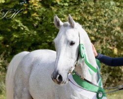 horse Mislaf Athbah 2012 ox (Arabian thoroughbred, 2012, from Amer 1984 ox)