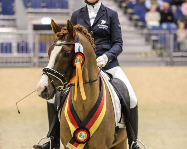 stallion Clevers Kerlchen (German Riding Pony, 2015, from Cosmopolitan NRW)