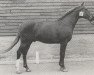 stallion Dijkzicht's Rissaz (Nederlands Welsh Ridepony, 1974, from Rissaz ox)
