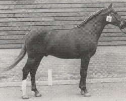 stallion Dijkzicht's Rissaz (Nederlands Welsh Ridepony, 1974, from Rissaz ox)