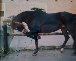 broodmare Susi (German Riding Pony, 1987, from Freisturm)