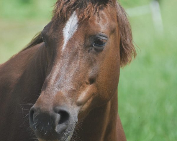 broodmare Moorhill's Terra (New Forest Pony, 2007, from Molenaar's Golden King)