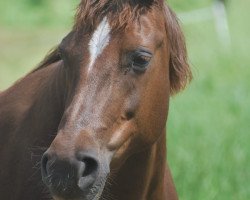 Zuchtstute Moorhill's Terra (New-Forest-Pony, 2007, von Molenaar's Golden King)