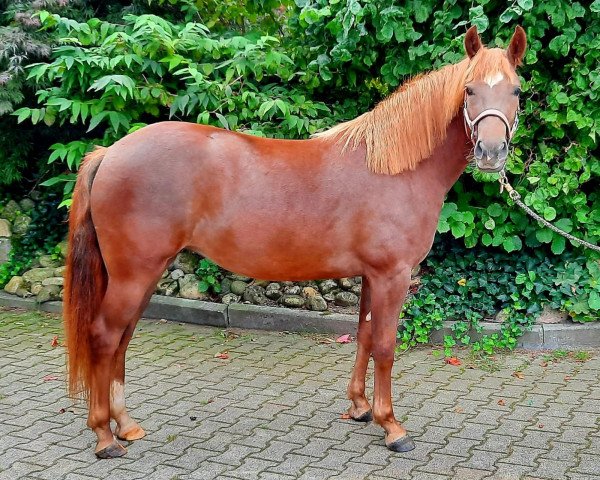 jumper Toffifee (New Forest Pony, 2019, from Calle 81)