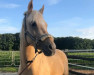 dressage horse California Sunshine HM (German Riding Pony, 2015, from Cosmopolitan NRW)