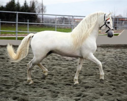 stallion Liante V (Pura Raza Espanola (PRE), 1999, from Jaquimero)