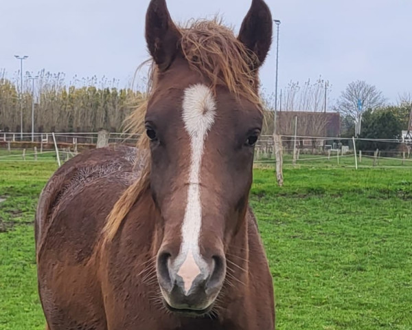 jumper Dorfkinds Toblerone (New Forest Pony, 2021, from Cloud 46)