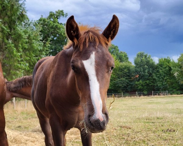 Springpferd Dorfkinds Chewbacca (Deutsches Reitpferd, 2022, von Cloud 46)