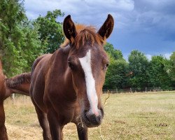 horse Dorfkinds Chewbacca (Deutsches Reitpferd, 2022, from Cloud 46)