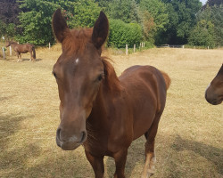 horse Dorfkinds Tennessee (New-Forest-Pony, 2022, from Calle 81)