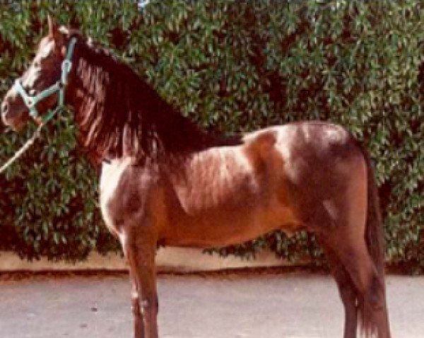 horse Nebrijano (Pura Raza Espanola (PRE), 1993, from Centello III)