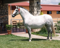 broodmare Nena XXXII (Pura Raza Espanola (PRE), 2000, from Nebrijano)