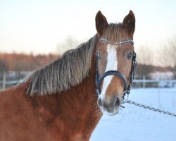 Pferd Emmely af Hvarre (Deutsches Reitpony, 2013)