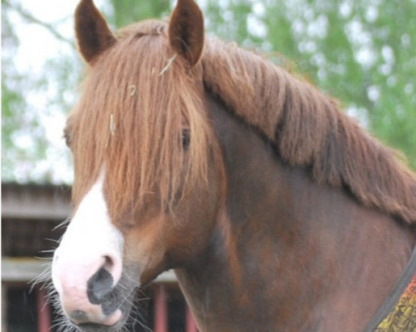 stallion Calle 81 (New Forest Pony, 2012, from Bovenheigraaf's Camillo)