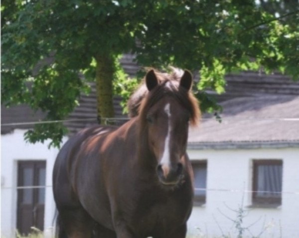 stallion Cloud 46 (New Forest Pony, 2013, from Bovenheigraaf's Camillo)