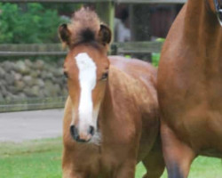 Springpferd Cappuccino (New-Forest-Pony, 2021, von Calle 81)