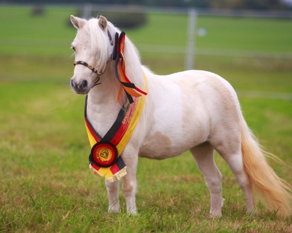 Zuchtstute Dayah von den Alleegärten (Shetland Pony (unter 87 cm), 2018, von Elmhorst Irish Coffee)