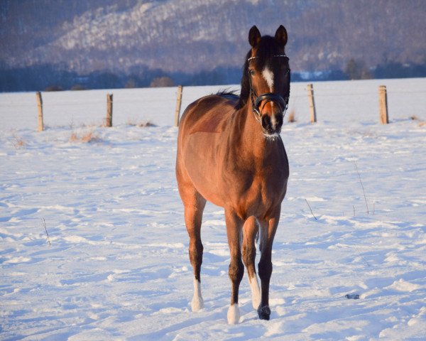 broodmare Chloé (German Riding Pony, 2013, from Caspari Royale)