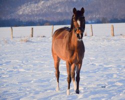 Zuchtstute Chloé (Deutsches Reitpony, 2013, von Caspari Royale)