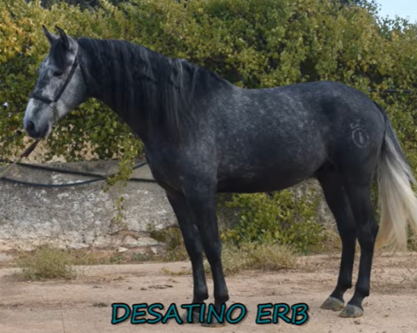 horse Desatino ERB (Pura Raza Espanola (PRE), 2017, from Jarote)