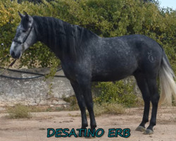 horse Desatino ERB (Pura Raza Espanola (PRE), 2017, from Jarote)