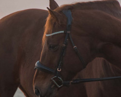 horse Lilo (Irish Sport Horse, 2011, from Albano xx)