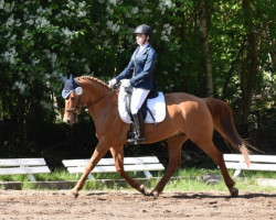 dressage horse Emporio 6 (German Riding Pony, 2008, from Eldorrado)