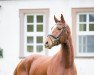 dressage horse Flori 282 (Hanoverian, 2012, from Fuechtels Floriscount OLD)