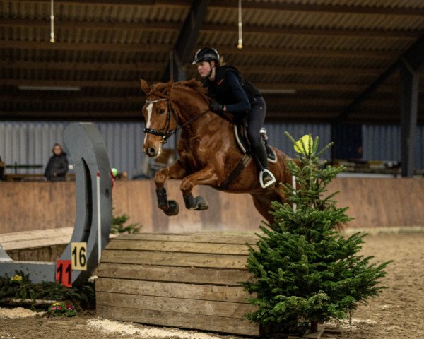 dressage horse Fortune King (Oldenburg, 2017, from Fiamingho Ms)