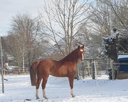 dressage horse El Ganador 3 (Hanoverian, 2015, from Escudo I)