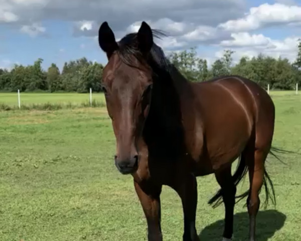 dressage horse Bon Prix 6 (Westphalian, 2010, from Barclay 20)