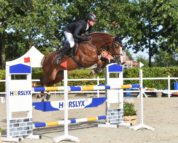 stallion Like Pleasure (KWPN (Royal Dutch Sporthorse), 2016, from For Pleasure)