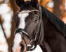 dressage horse Franz (Westphalian, 2011, from Fiderstep)